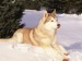 1123319~Siberian-Husky-Resting-in-Snow-USA-Posters[1]